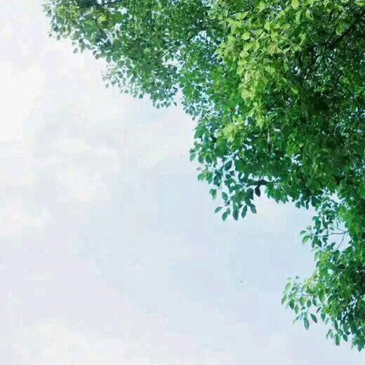 佐藤健（饰 绯村剑心） - 综艺未删减在线观看 - 云端观影